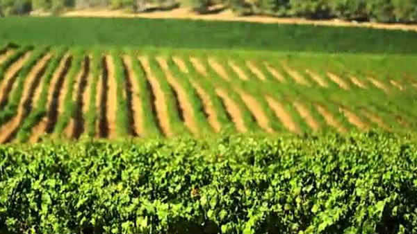 விவசாயிகளுக்கு இழப்பு 
