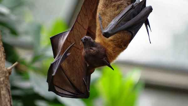 இரு வகை வவ்வால்கள் 