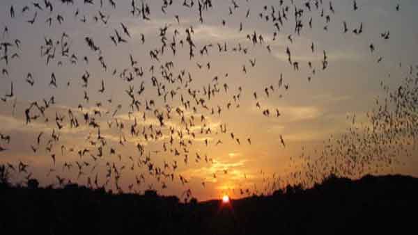 வத்தலகுண்டு 