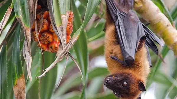 அறிகுறி 