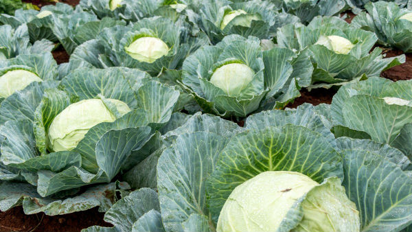 அரசு உதவ வேண்டும் 