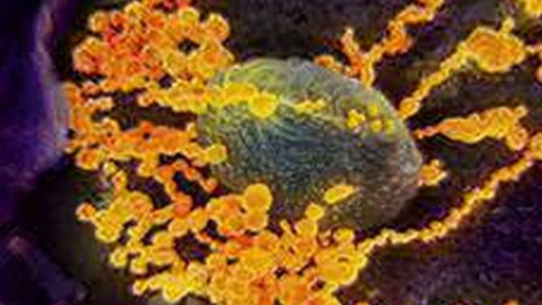 coronavirus: stop using chinese rapid test kits, tn health dept