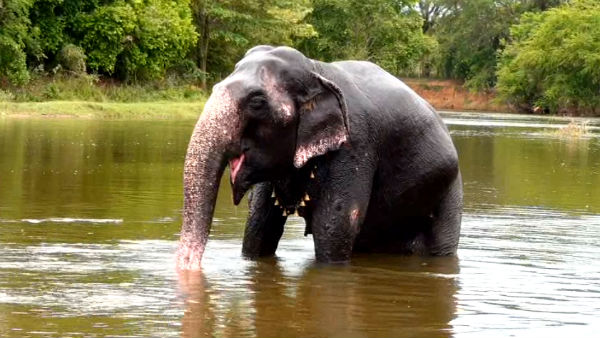 Elephant Nirmala Devi takes bath in Thamirabharani river in Nellai 
