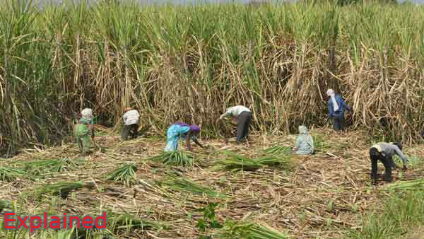 The district collector has given permission to operate a sugar mill in Cuddalore district 