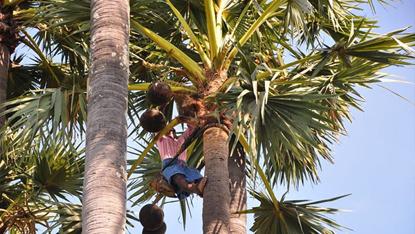 Illegal liquor sales in Puducherry 