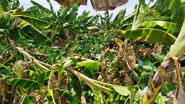  MLA Saravanan takes necessary steps for Plaintain farmers