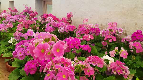 திருவிழாக்கள் 