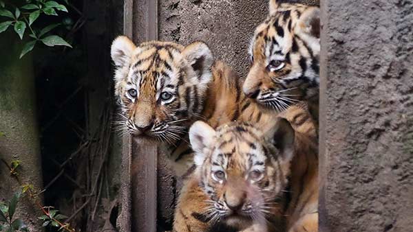 விதிமுறைகள் 