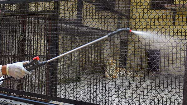 நியூயார்க் புலிக்கு கொரோனா 