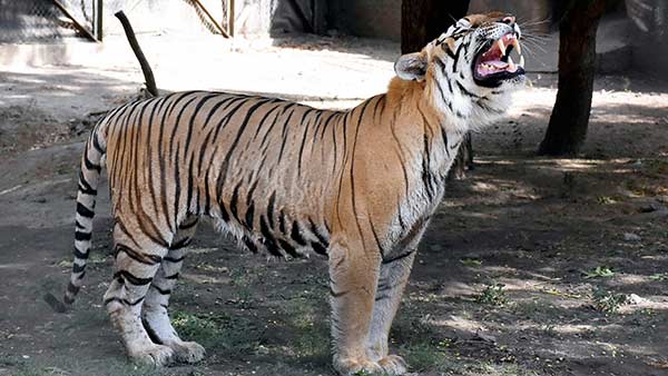 மிருக காட்சி சாலையில் 