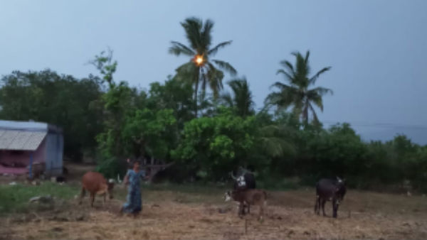 Wife of daily wages in Krishnagiri died after lightning strikes 