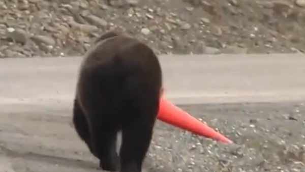  ஜிங்கு ஜிங்கு நடை 