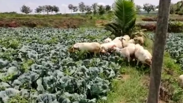 தோட்டங்கள் தோட்டங்கள்