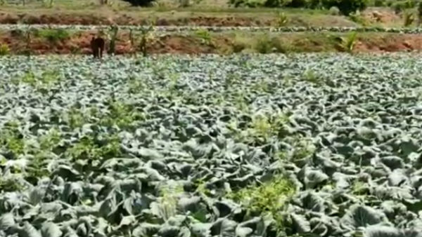 விவசாயிகள் விவசாயிகள்