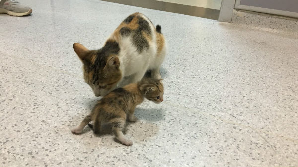 பாதுகாப்பு