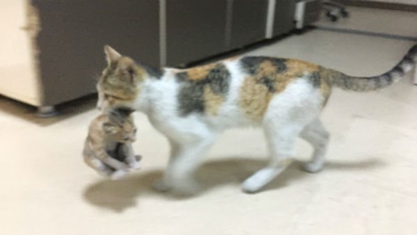  எமர்ஜென்ஸி