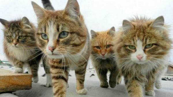 பூனைகறி 