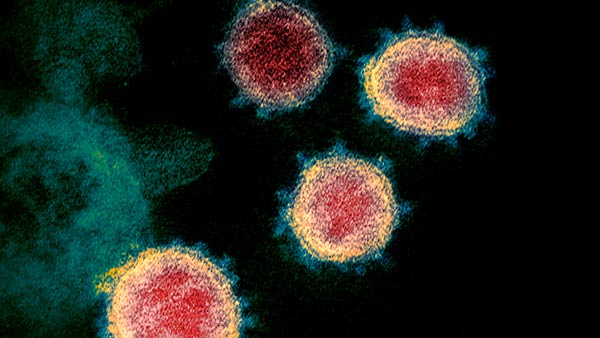 Coronavirus may never go away: WHO 