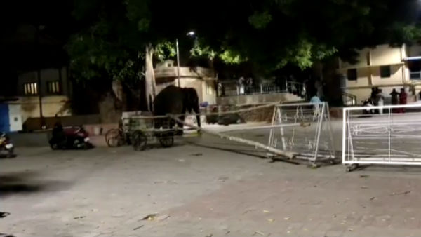  Thiruparankundram Subramanya Swamy Temple elephant killed a Pagan today 