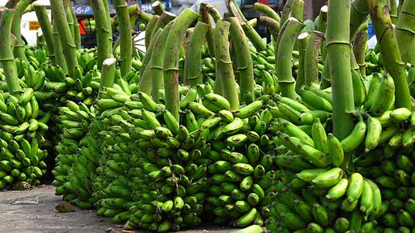 Farmers who gave bananas free to sanitary workers 