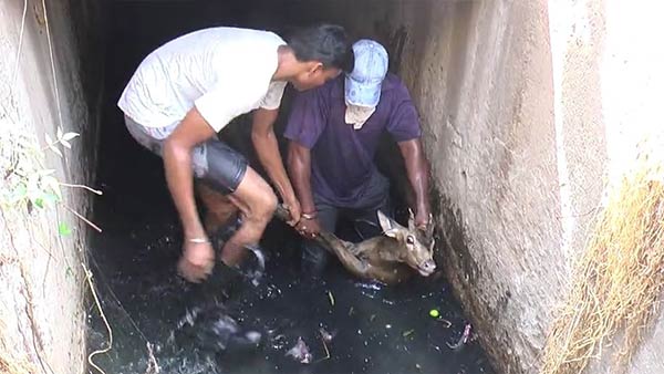 Forest officials have recovered the deer that fell into the sewers 