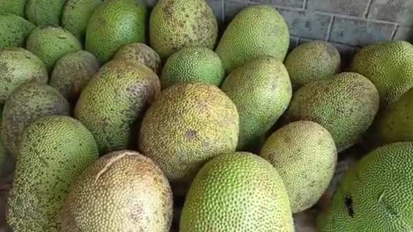 Jackfruit sales Vulnerability by Corona 