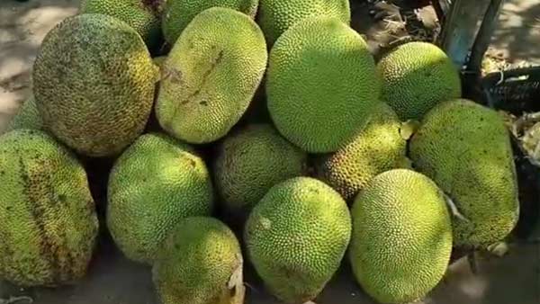 Jackfruit sales Vulnerability by Corona 