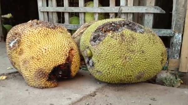 Jackfruit sales Vulnerability by Corona 