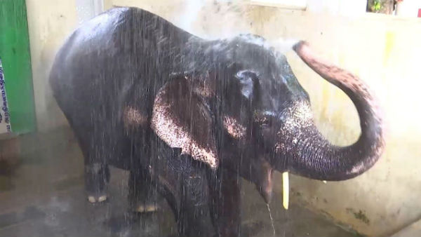 வெயிலால் தவிக்கும் லட்சுமி 