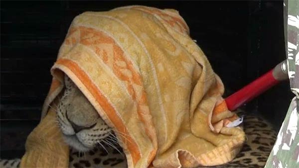  lockdown: leopard rescued safely in ooty botanical garden
