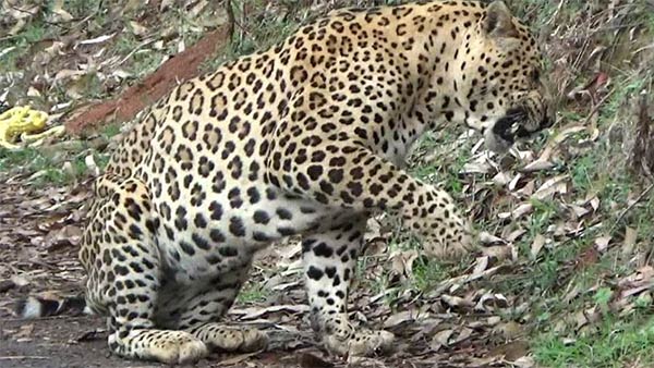  lockdown: leopard rescued safely in ooty botanical garden