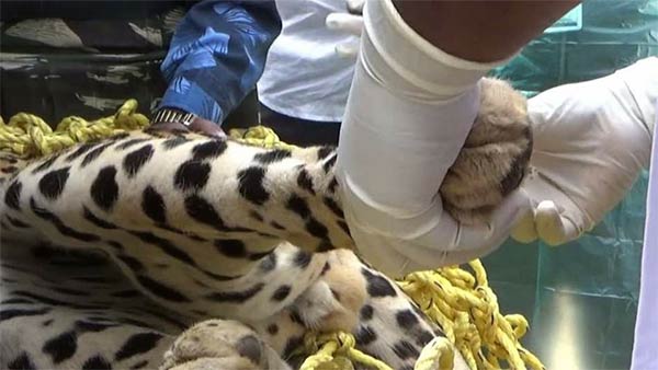  lockdown: leopard rescued safely in ooty botanical garden