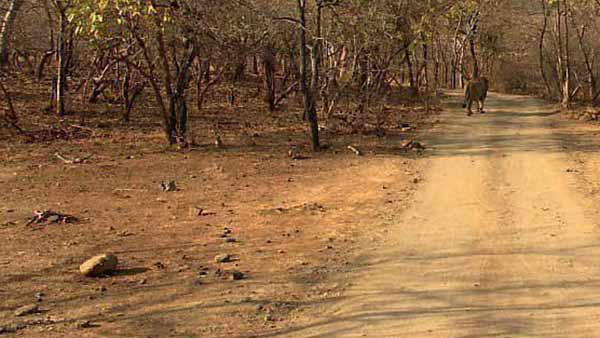 23 lions died in Gujarat’s Gir forest 23 lions died in Gujarat’s Gir forest