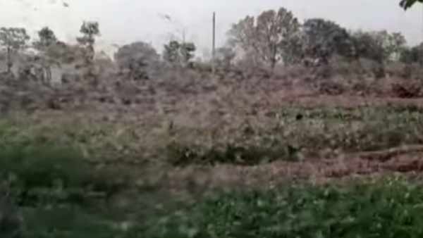 வெட்டுக்கிளிகள் 