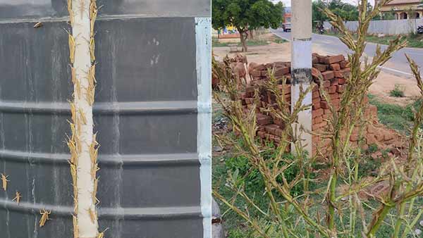 Locust enters in Krishnagiri districts in Tamil Nadu Locust enters in Krishnagiri districts in Tamil Nadu