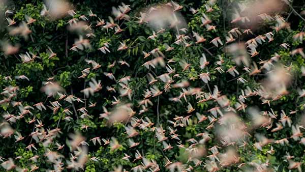 வாய் அளவு 