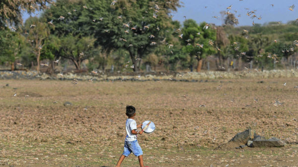 வெட்டுக்கிளி 