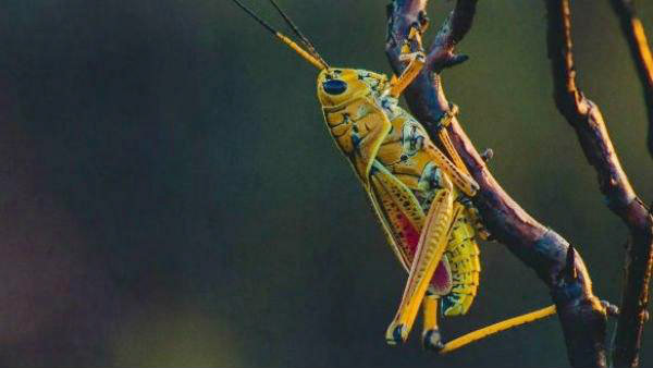 நாசம் செய்யும் வெட்டுக்கிளிகள்