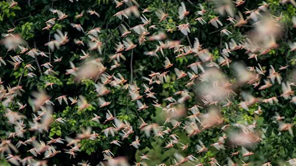 பெரிய பூச்சிகள் 