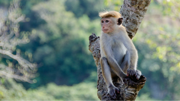 ரத்த மாதிரிகள் 