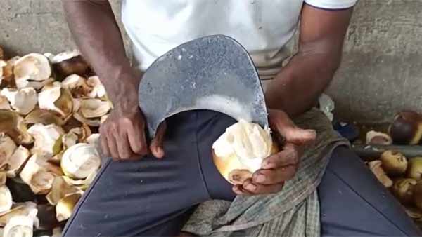 Palm fruit sale surged in Krishnagiri district in Tamilnadu 