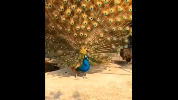 வைரலாகும் வீடியோ 