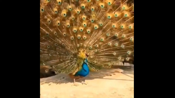 தோகைவிரித்தாடும் ஆண் மயில் 