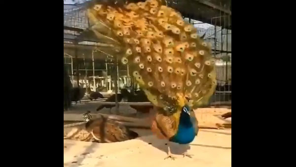 அதிர்ஷ்டம் இருந்தால் 