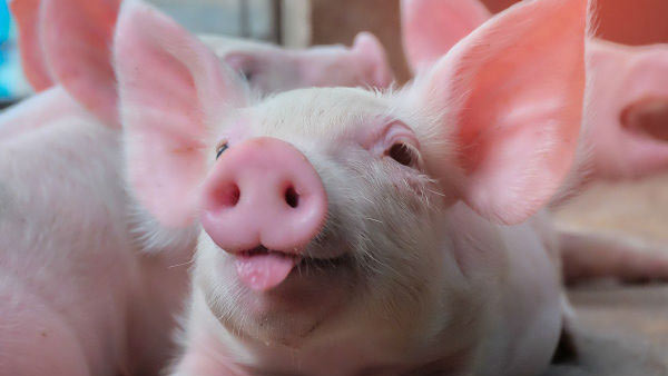 பன்றிகள் நடமாட தடை 