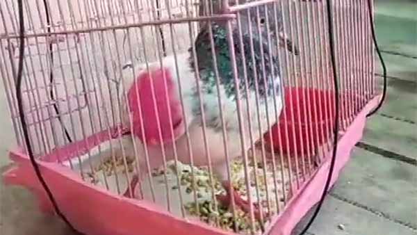 புறா காலில் 