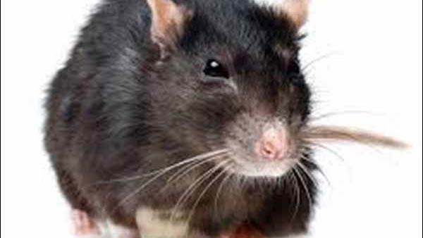 எலியை வைத்து பரிசோதனை 