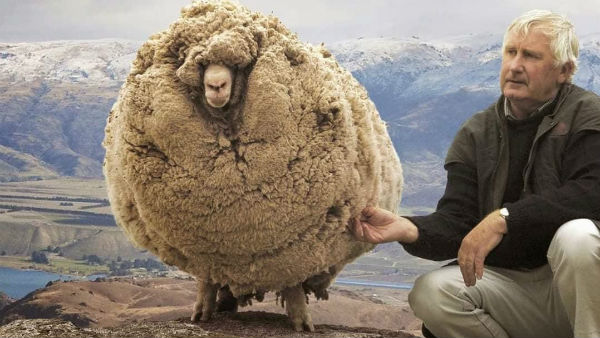 தப்பிச் சென்ற ஆடு