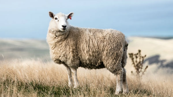 கிலோகணக்கில் ரோமம்