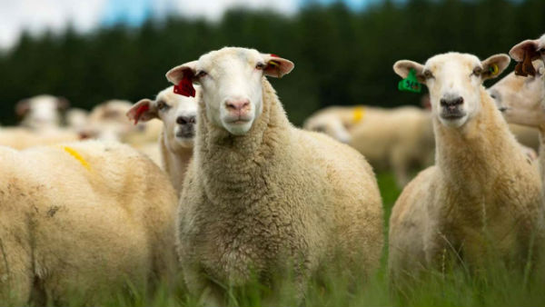 பரதேசி அதர்வா லுக்